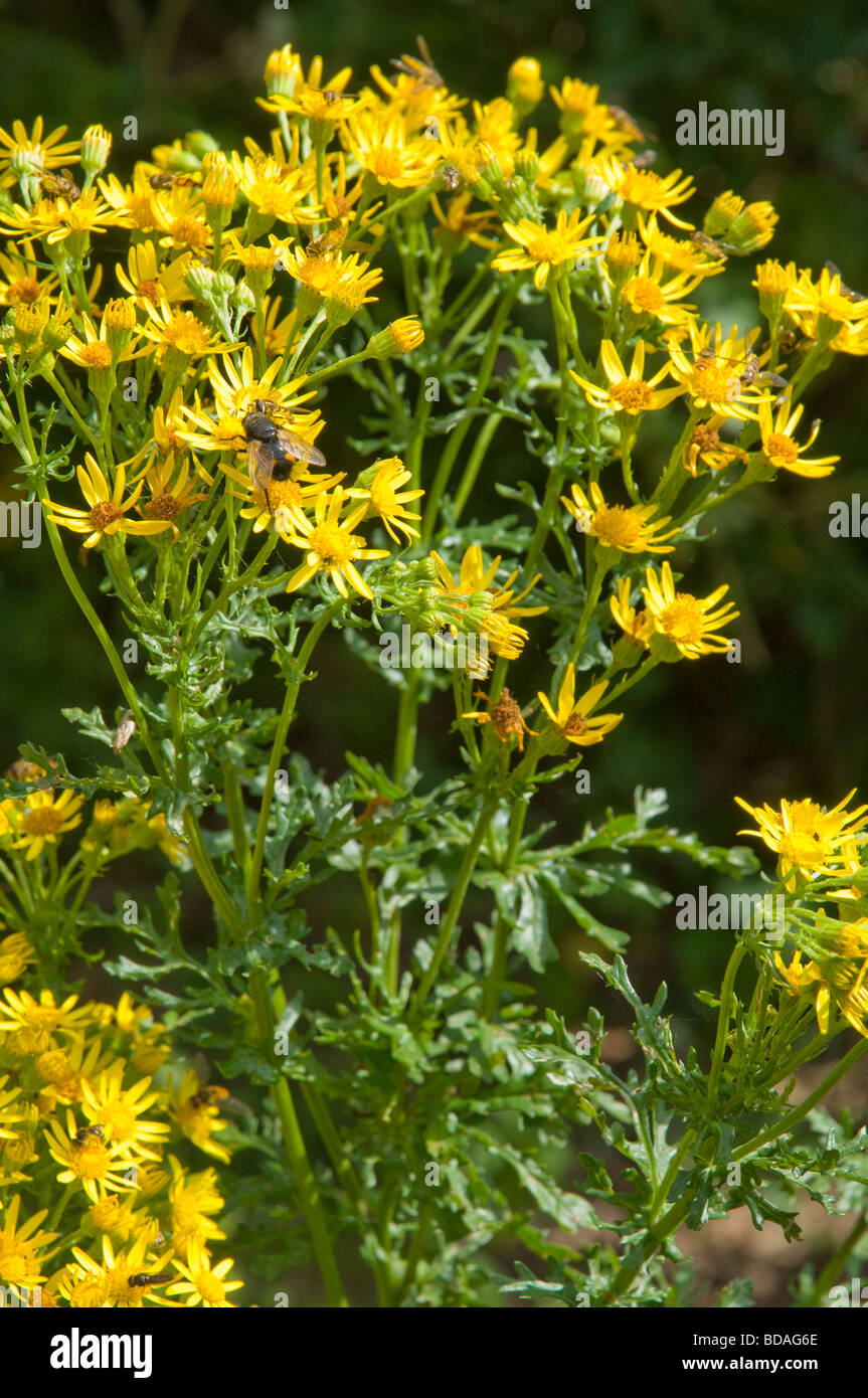 Comune di erba tossica ( Senecio jacobaea ) un nativo UK/europeo di fiori selvatici è un velenoso erbaccia, ma supporta anche il raro invertebrae. Foto Stock