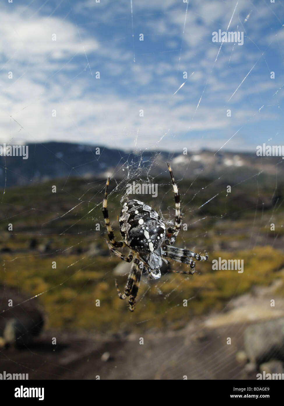 Giardino europeo crociera cardanica o spider (araneus diadematus) in Norvegia. highlands può essere visto in background. Foto Stock