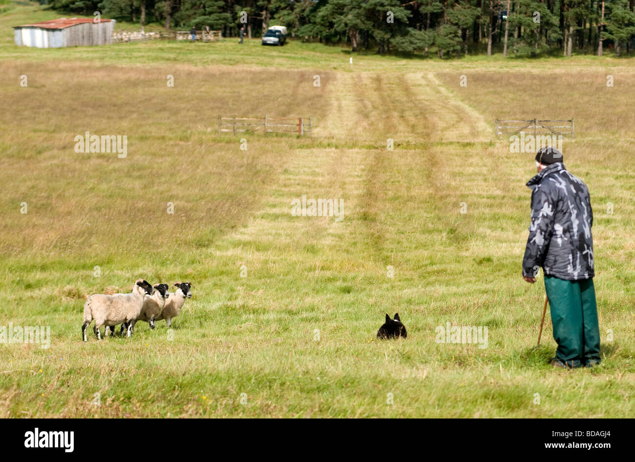 Highland pastore il suo lavoro di Border Collie cane a Scottish sheepdog prove Foto Stock