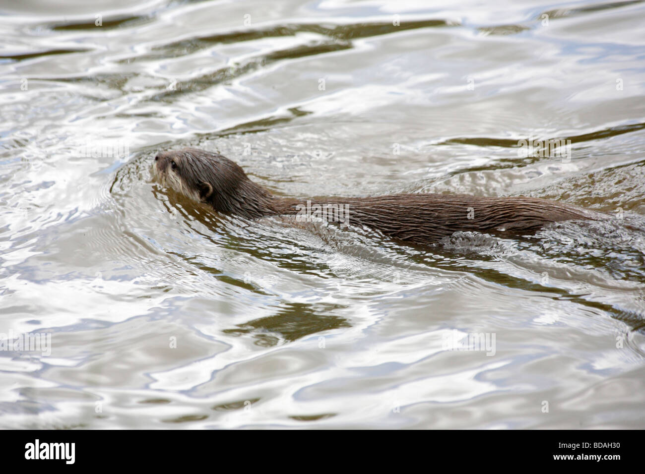 Asian breve artigliato lontra, amblonyx cinereus, nuoto. Foto Stock