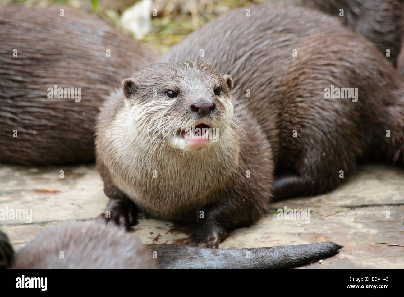 Asian breve artigliato lontra, Amblonyx cinereus, mostrando i denti taglienti. Foto Stock