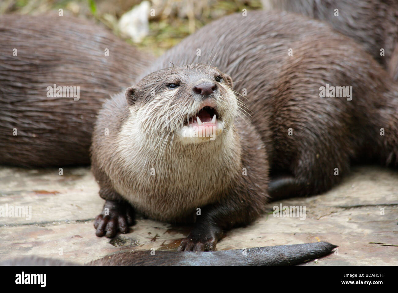 Asian breve artigliato lontra, Amblonyx cinereus mostrando i denti. Foto Stock