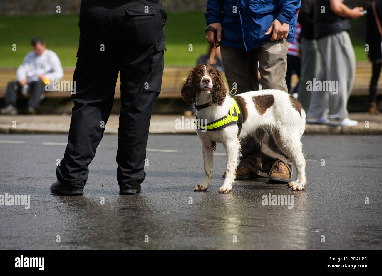 Un English Springer Spaniel in un cane elettrico tra le persone al di fuori del Castello di Windsor REGNO UNITO Foto Stock