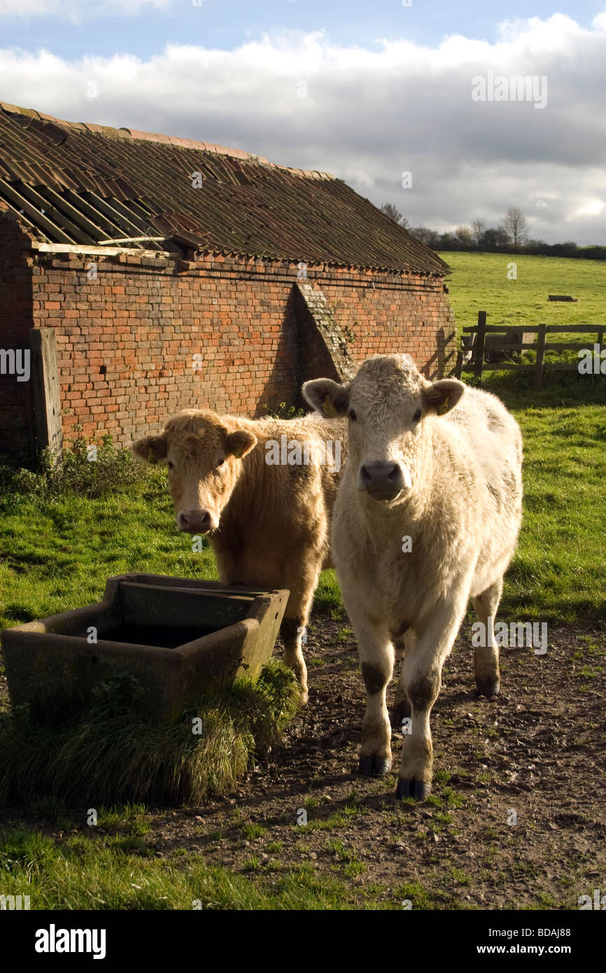 Un campo di vacche vicino a Loughborough Foto Stock
