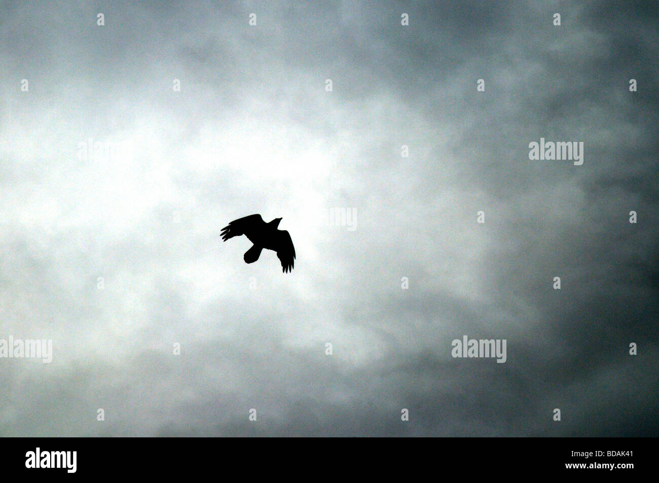 Aquila calva contro il cielo in Canada Foto Stock