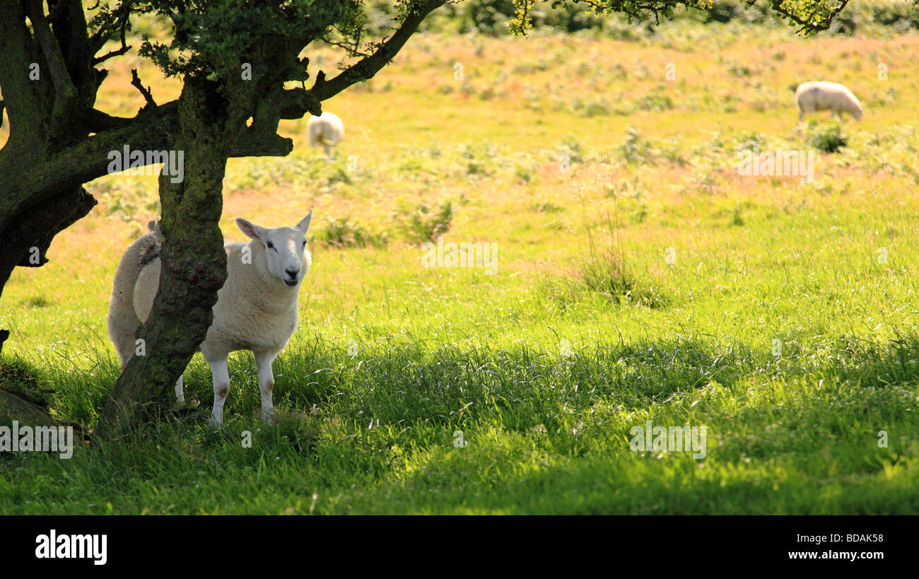 Pecore trovare ombra nelle calde giornate estive di Shropshire terreni agricoli Foto Stock