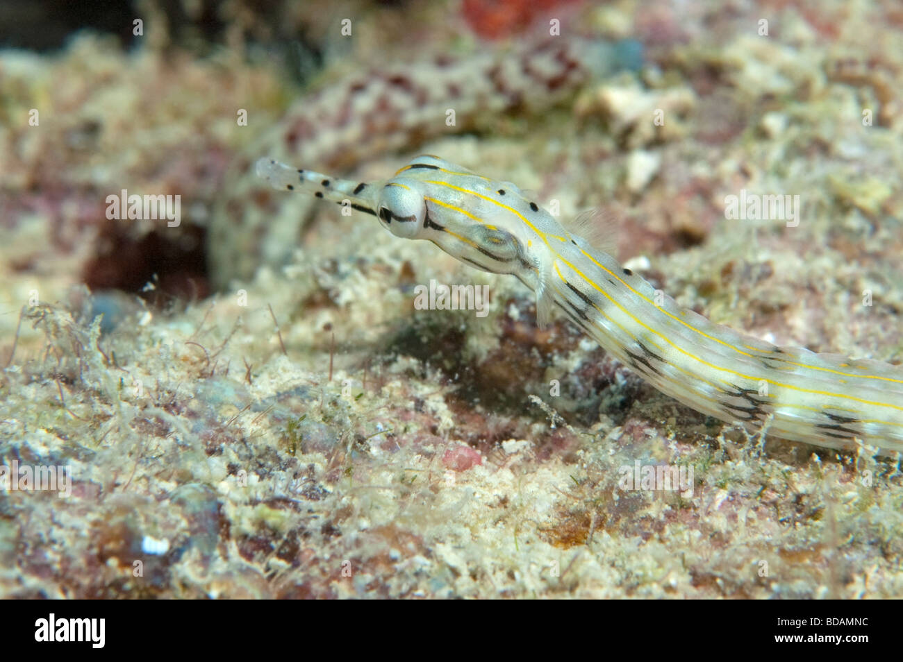 Una rete Pipefish su una scogliera poco profonda in Yap Foto Stock
