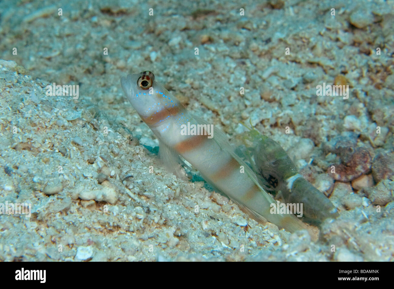 Un gambero ghiozzo sta di guardia mentre i suoi gamberetti cieco cancella rocce dal foro ricavato su di una scogliera di Yap Foto Stock