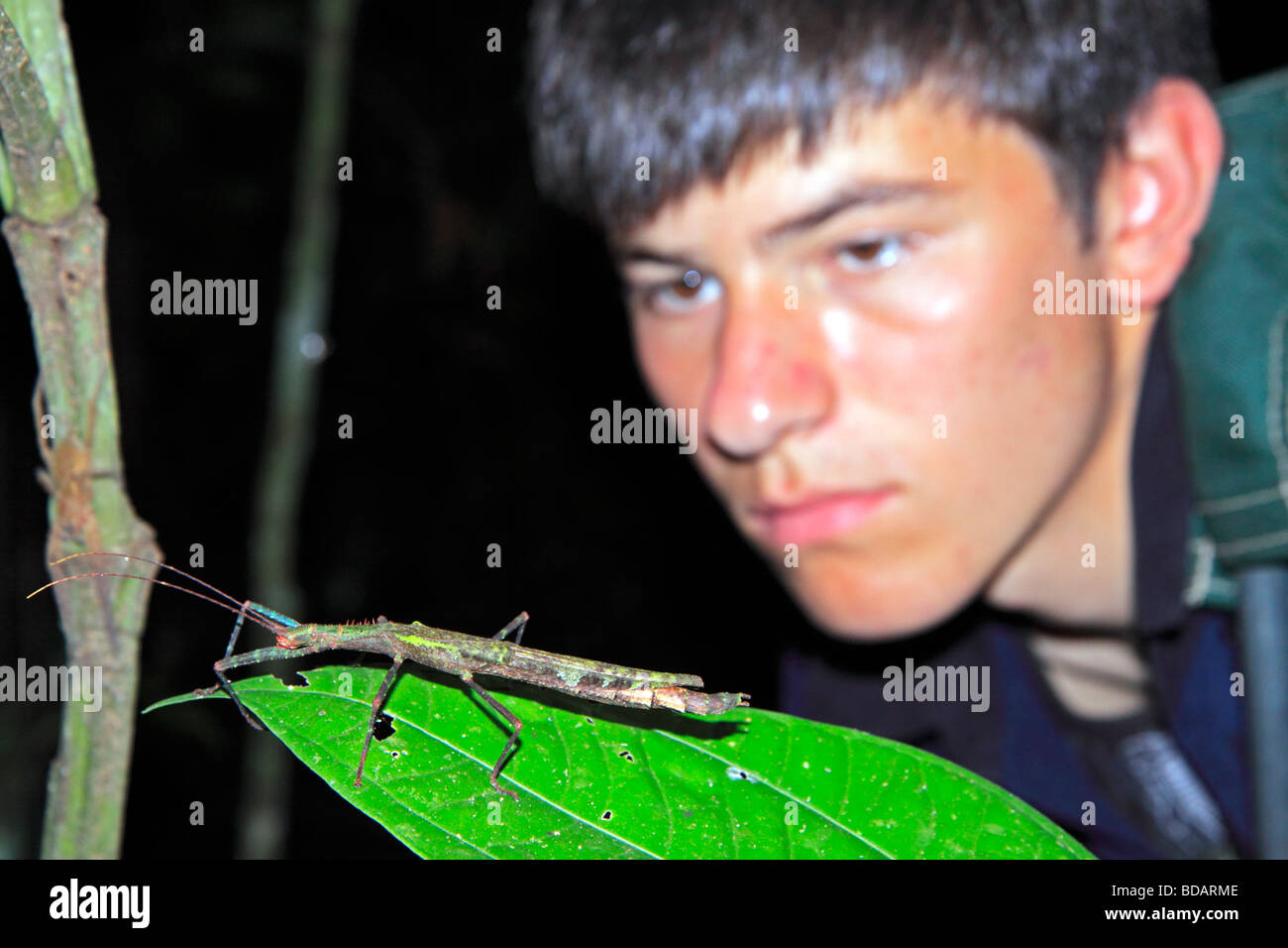 Ragazzo che guarda a un bastone di insetto, Tambopata National Reserve, area amazzonica, Perù, Sud America Foto Stock