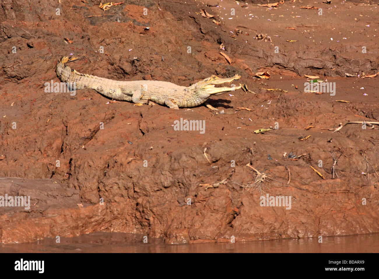 Caimano bianco sulla riva del fiume, Tambopata National Reserve, area amazzonica, Perù, Sud America Foto Stock