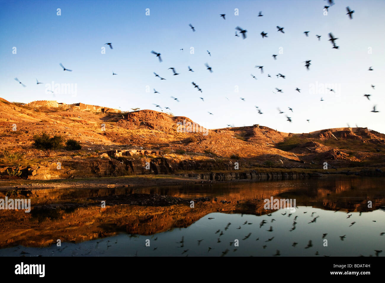 Piccioni sorvolando un lago, Jodhpur, Rajasthan, India Foto Stock