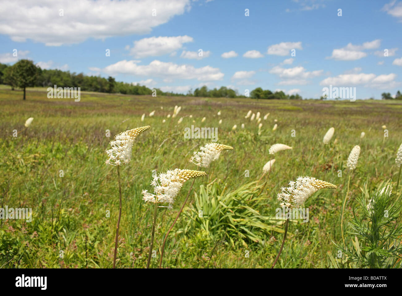Grande prato è un popolare luogo di escursioni nel Shenandoah National Forest in Virginia. Foto Stock