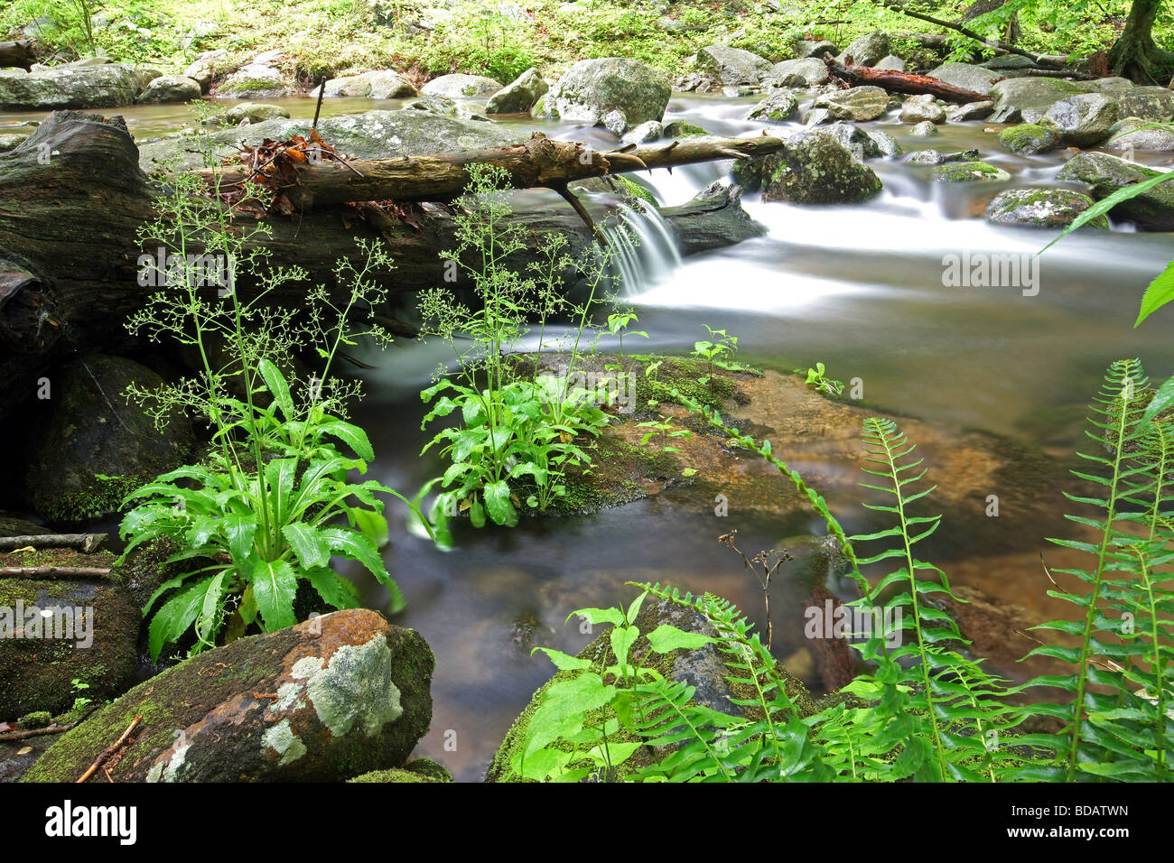 Hughes fiume nel Shenandoah National Forest accanto al vecchio Rag montagna in Madison County VA. Foto Stock