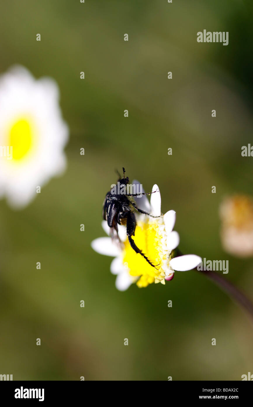 Beetle seduta sul pulsante comune daisy, Cotula turbinata in Tienie Versfeld riserva naturale,Darling , Provincia del Capo occidentale del Sud Africa. Foto Stock