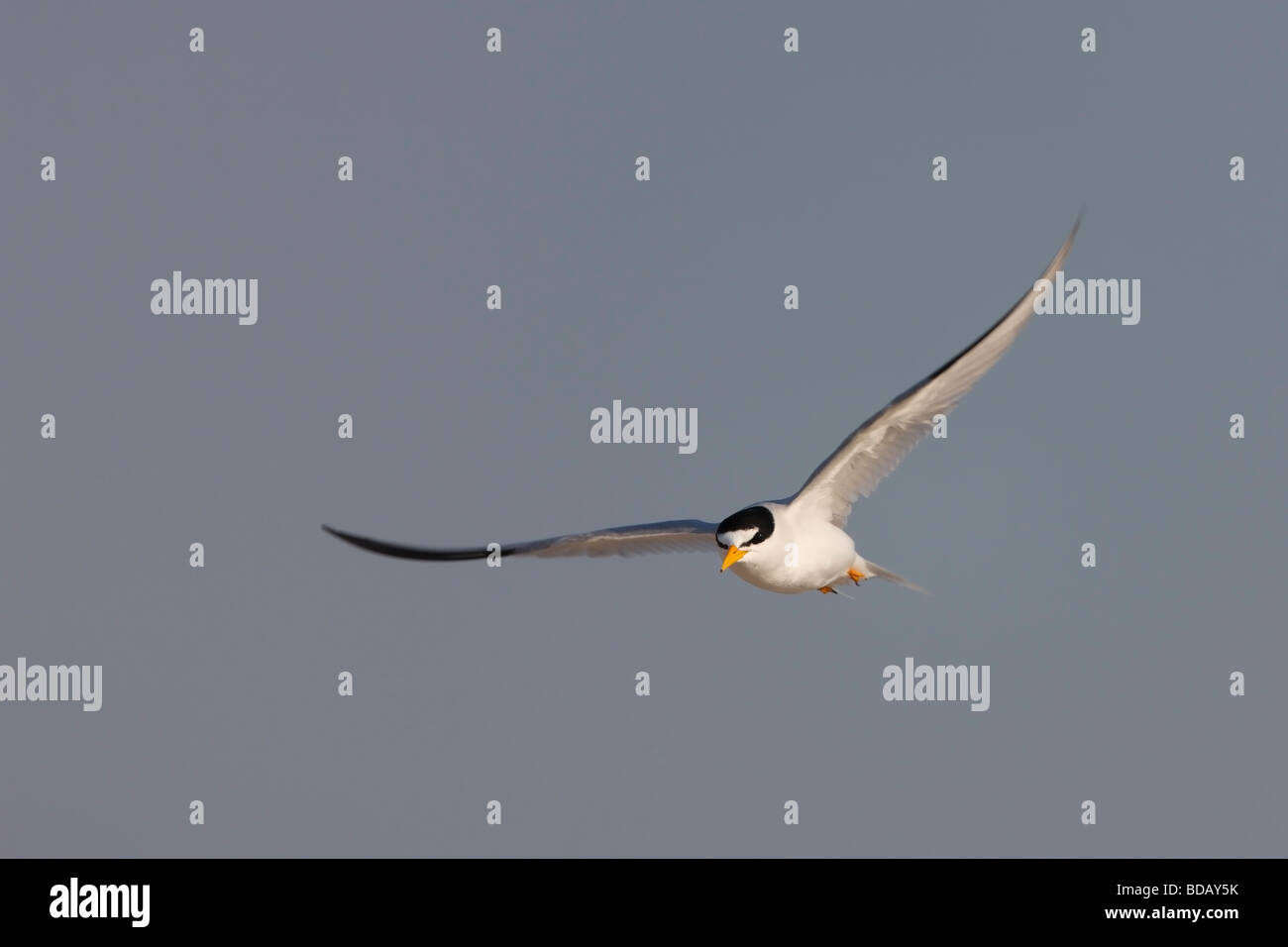 Almeno Tern Sternula antillarum antillarum in volo Foto Stock