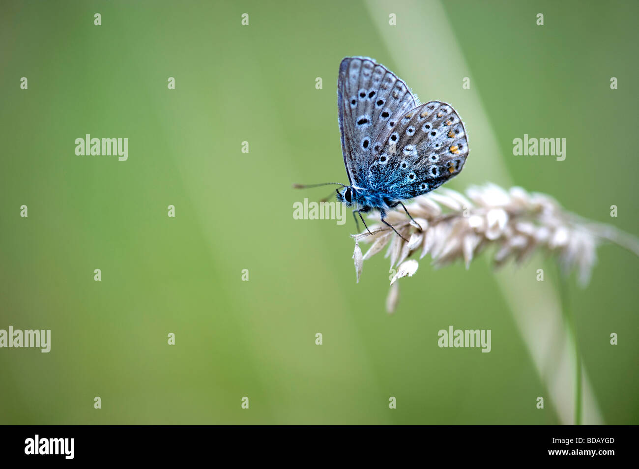 Comune di Blue Butterfly (Polyommatus icarus) Foto Stock