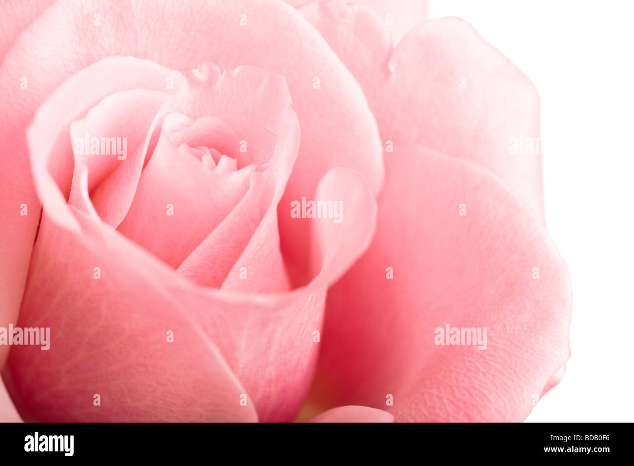 Rosa rosa closeup isolati su sfondo bianco Foto Stock