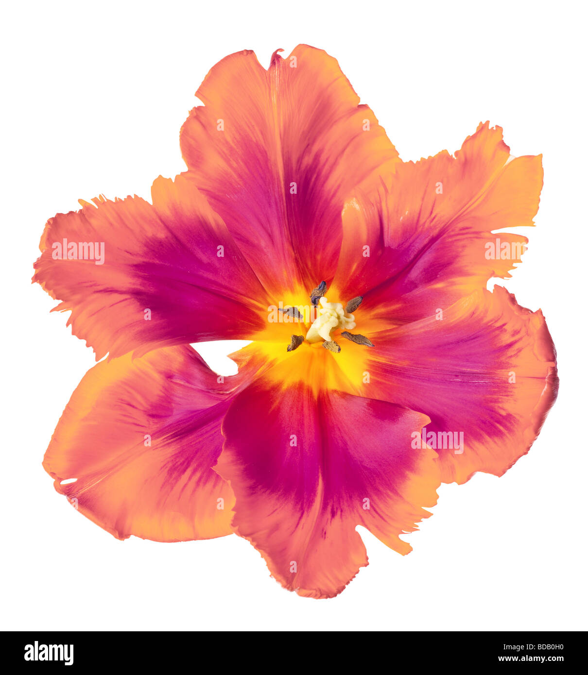 La molla tulip flower isolati su sfondo bianco Foto Stock