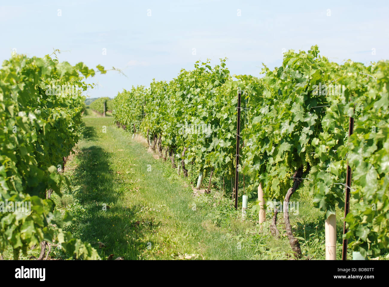Il verde di vigneti Foto Stock