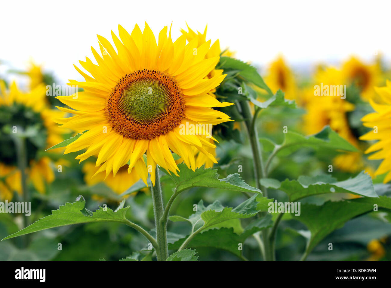 Girasoli con copia di spazio nella parte superiore Foto Stock