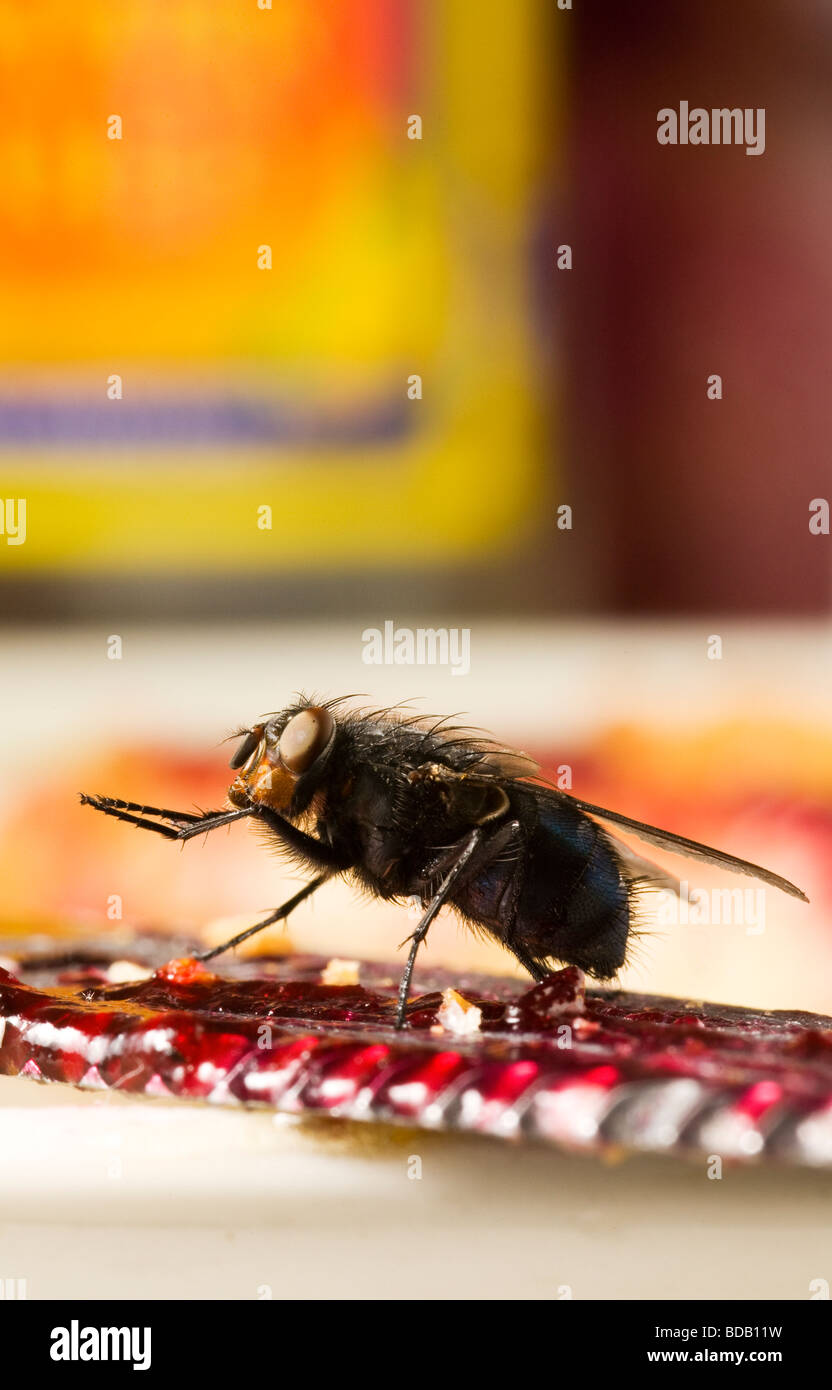 Housefly, Musca domestica, di alimentazione su jam su un tavolo per la colazione Foto Stock