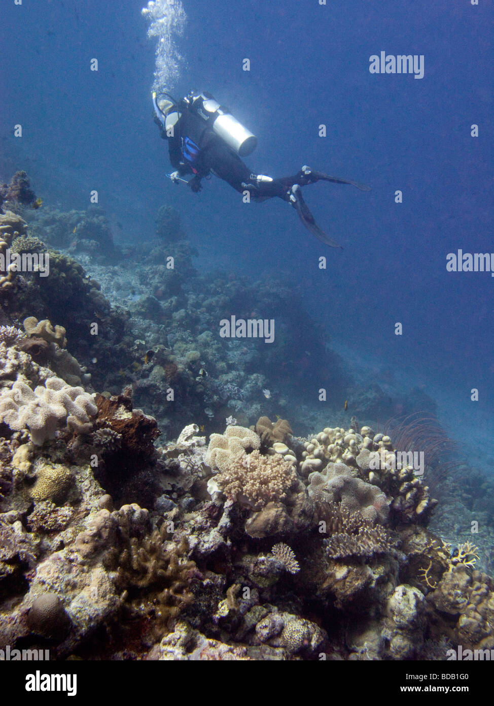 Indonesia Sulawesi Wakatobi. Parco Nazionale di underwater scuba diver nuoto sopra barriera corallina Foto Stock