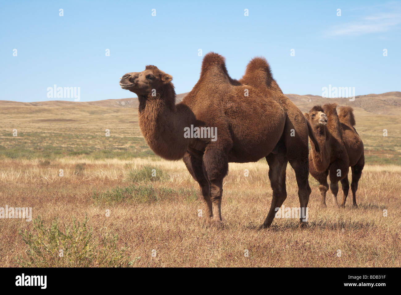 Due humped cammelli (Camelus bactrianus), centro nord della Mongolia Foto Stock