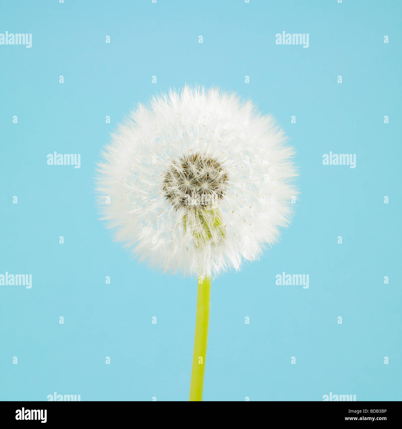Orologio dente di leone. ( Taraxacum officinale. ) su uno sfondo blu studio - morbido desiderio flora ancora vita Foto Stock
