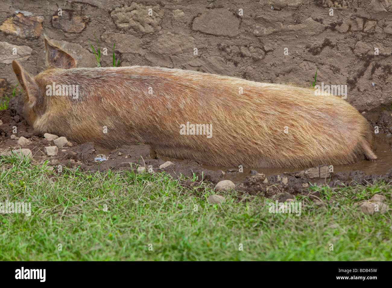 Tamworth razza rara sow wallowing suino nel fango Foto Stock