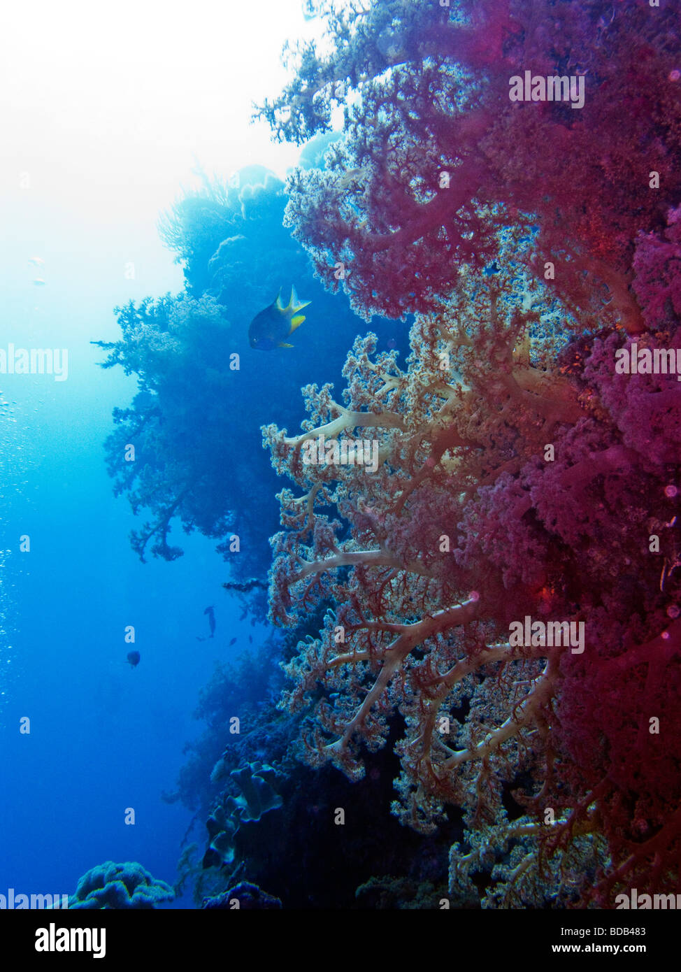 Indonesia Sulawesi Wakatobi. Parco Nazionale di underwater colorati coralli molli sulla barriera corallina parete Foto Stock