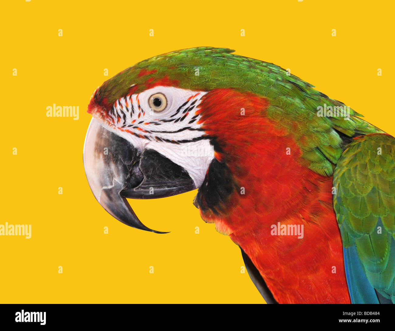 Pappagallo Rosso Blu Macaw isolata su uno sfondo giallo Foto Stock