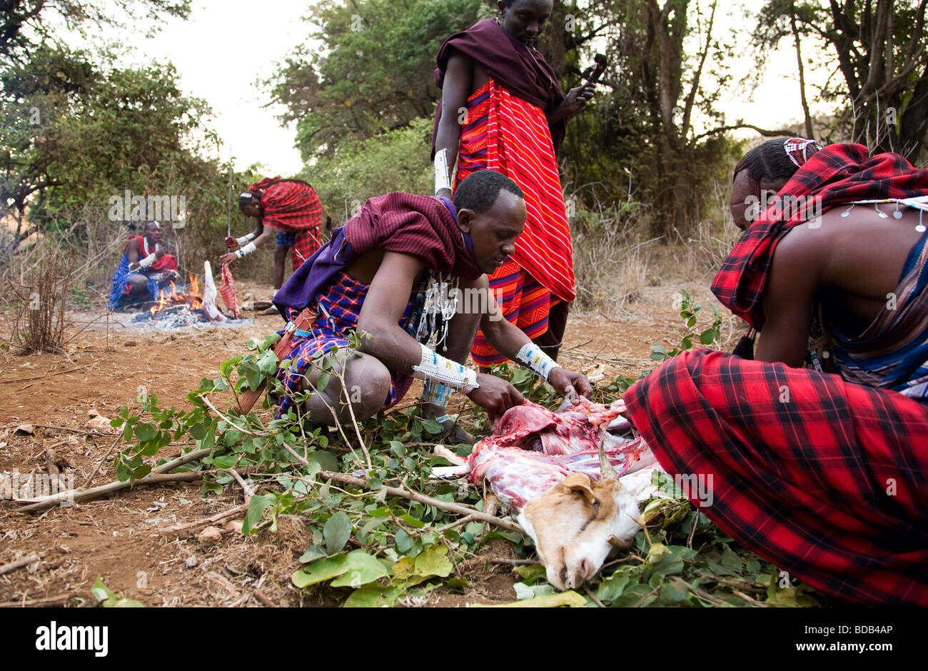 Masai guerrieri la macellazione di una capra per la tradizionale festa di carne, Tanzania Foto Stock