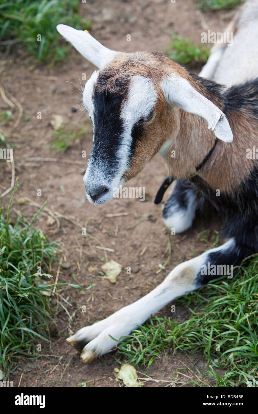 Testa di un British Toggenburg capra Foto Stock