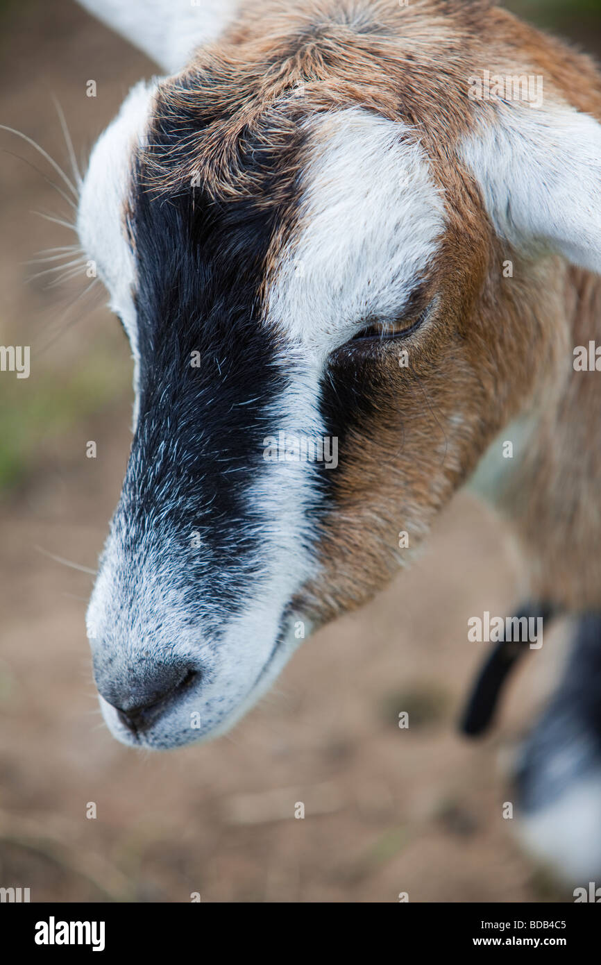 Testa di un British Toggenburg capra Foto Stock