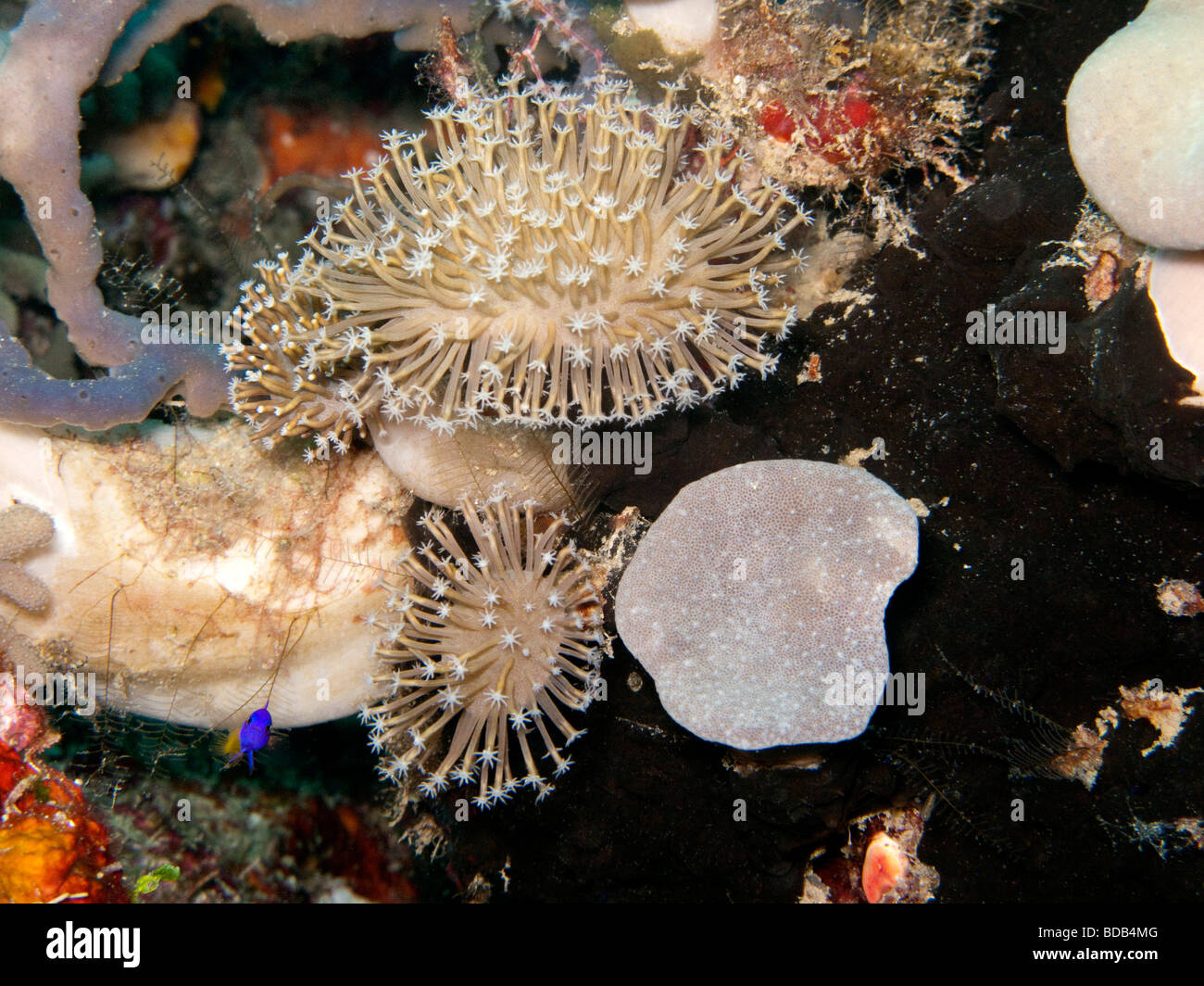 Indonesia Sulawesi Wakatobi. Parco Nazionale di fiore coralli molli Xenia sp sulla colorata barriera corallina Foto Stock