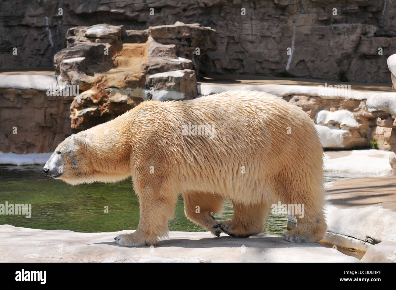 Orso polare a piedi allo zoo Foto Stock