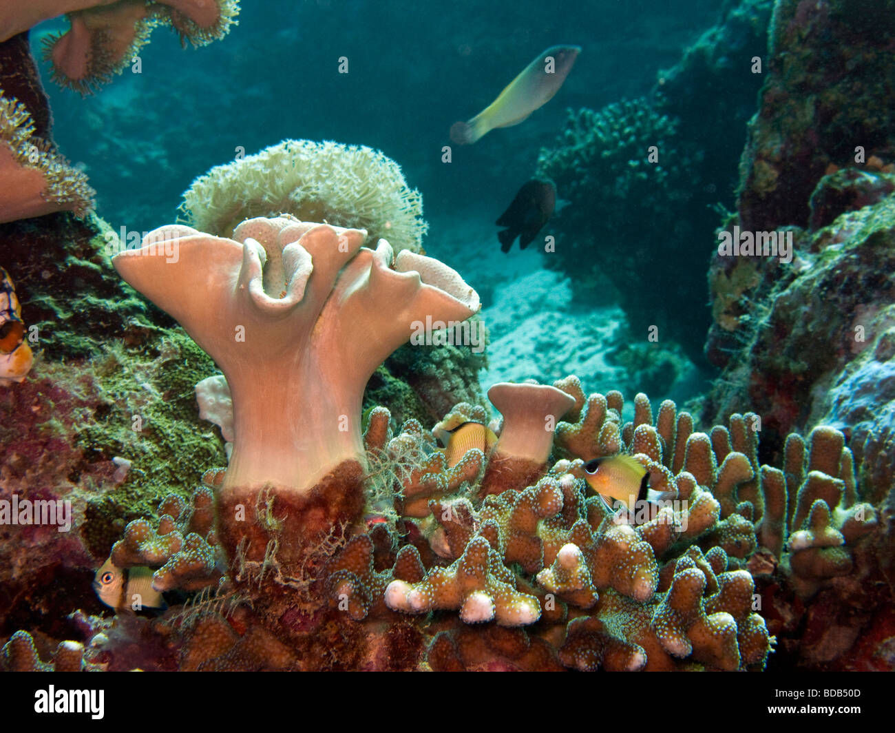 Indonesia Sulawesi Wakatobi. Parco Nazionale di underwater colorati coralli duri e molli sul bordo della scogliera Foto Stock