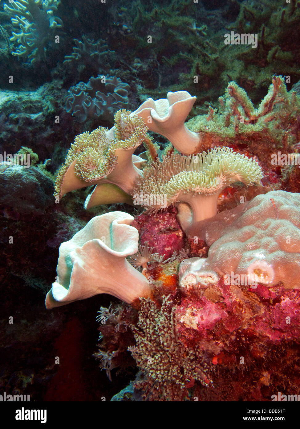 Indonesia Sulawesi Wakatobi. Parco Nazionale di underwater colorati coralli duri e molli sul bordo della scogliera Foto Stock