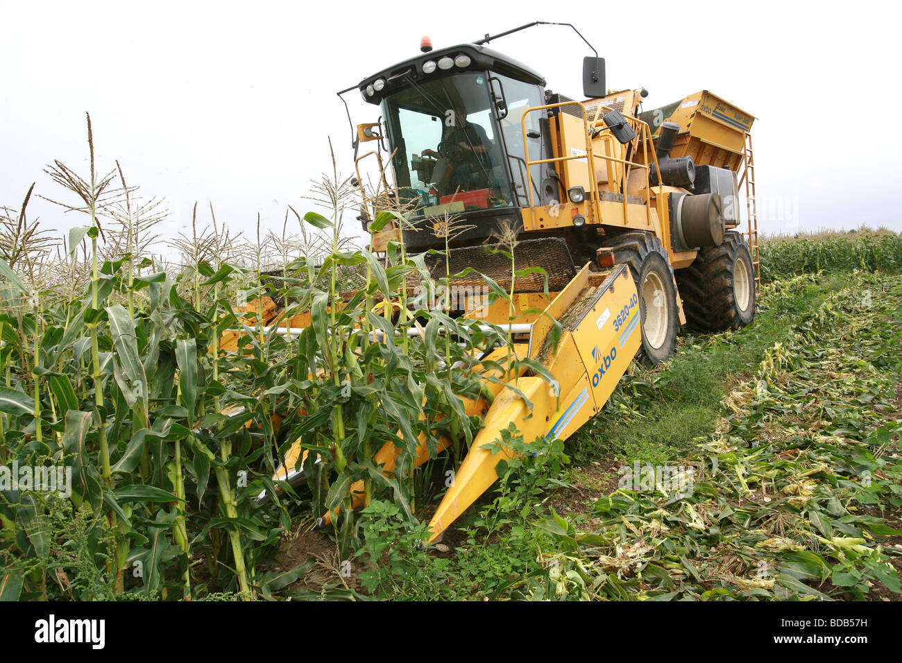 Granturco dolce cob harvester Foto Stock