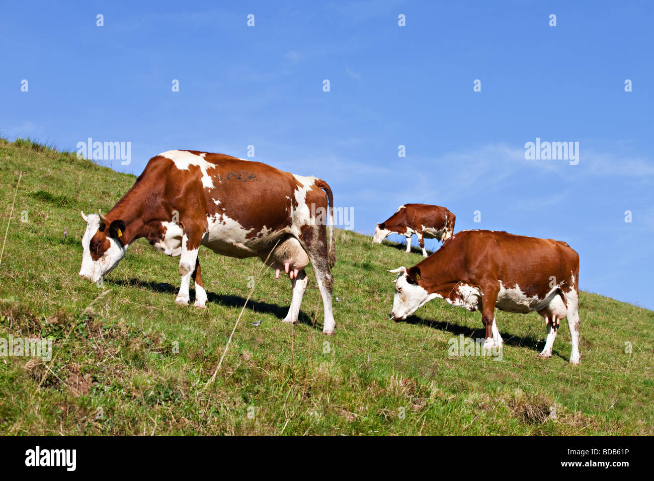 Mucche mangiano erba , Schwarzwald, Germania Foto Stock