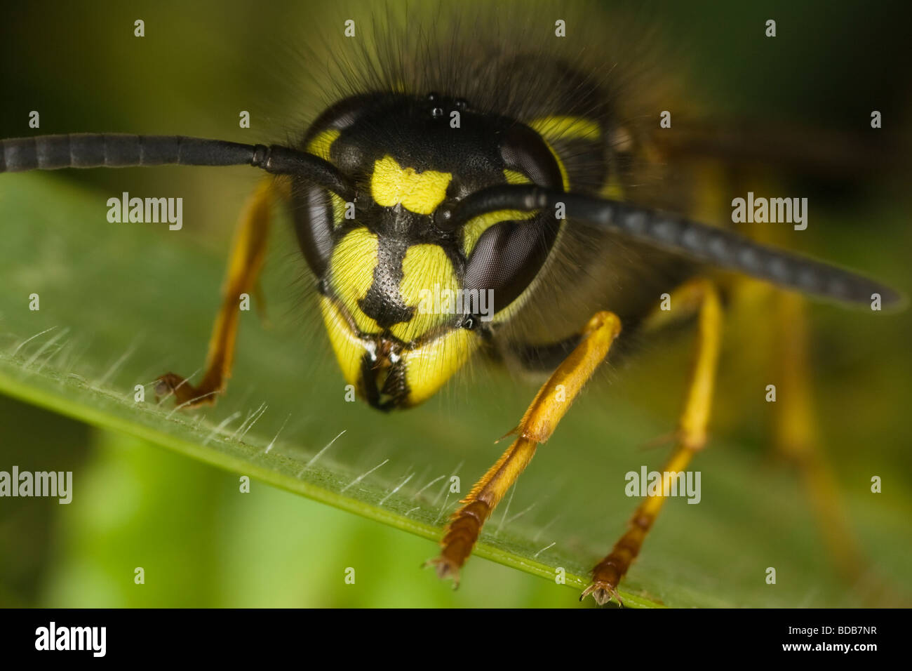 Macro Close-up di un comune Wasp (Vespula vulgaris) testa Foto Stock