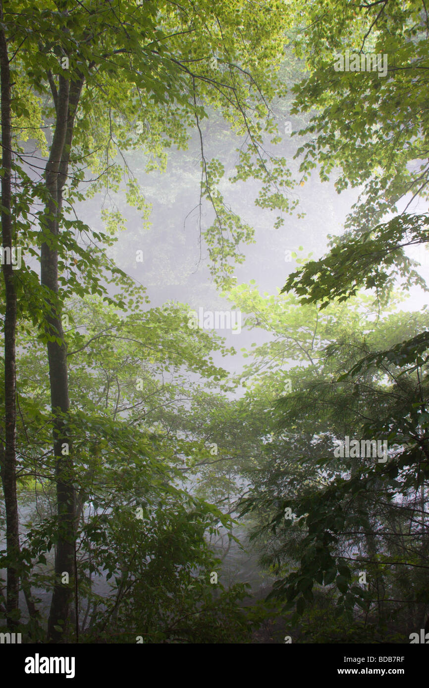 I boschi e la nebbia lungo il fiume di Smith in Virginia, Stati Uniti d'America Foto Stock