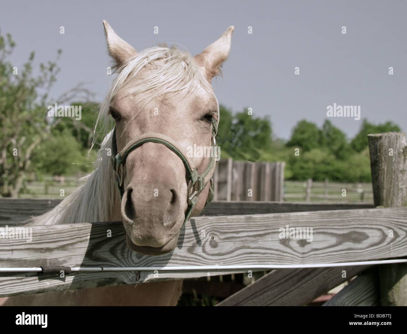 Palomino cavallo guardando oltre il recinto in legno e ringhiera. Foto Stock