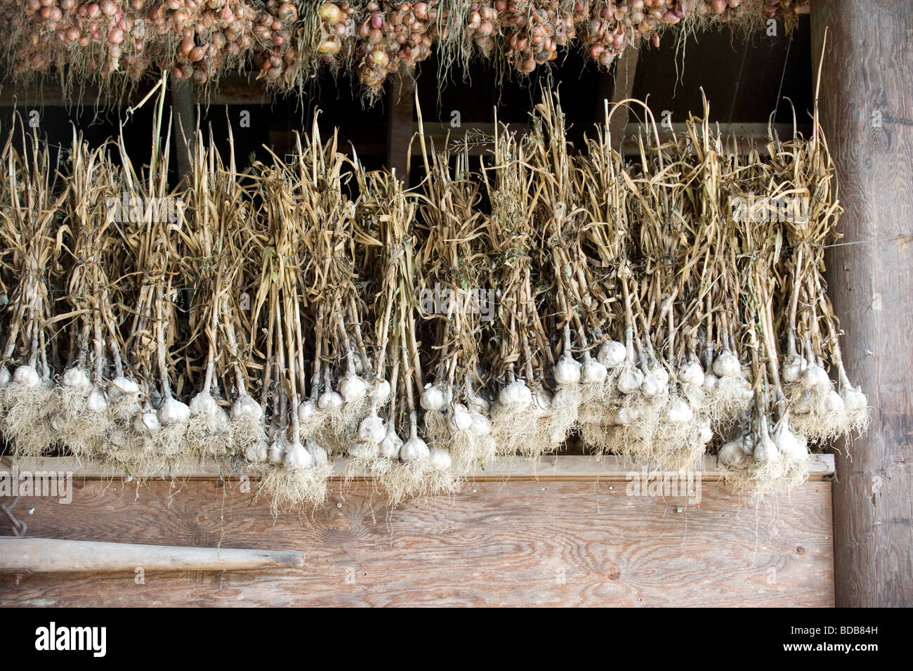 Aglio organico essiccamento in un granaio. Il braccio del Nord agriturismo, Pemberton BC, Canada Foto Stock