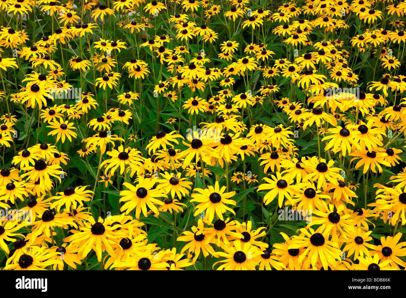 Occhio nero Susan in fiore nel contesto urbano. Foto Stock