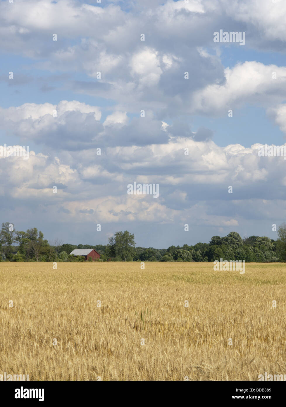 Wheatfield mature con albero fienile in background Foto Stock