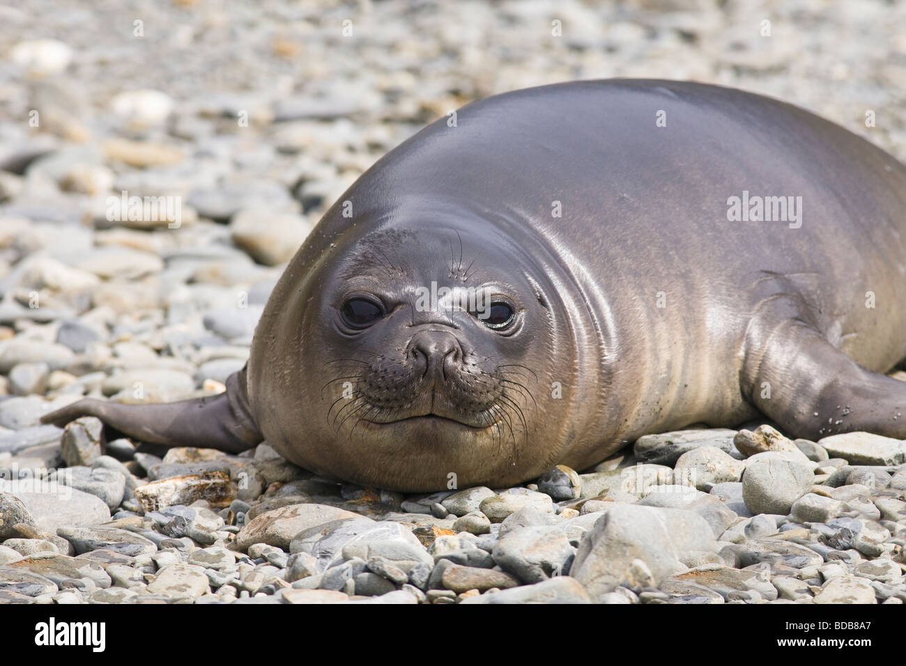 Elefante marino del sud Mirounga leonina pup Fortuna Bay Georgia del Sud Antartide Foto Stock