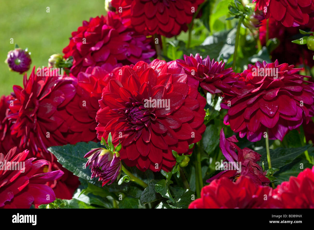 'Notte Araba' decorazione formale Dahlia, Dekorativdahlia (Dahlia x Hortensis) Foto Stock