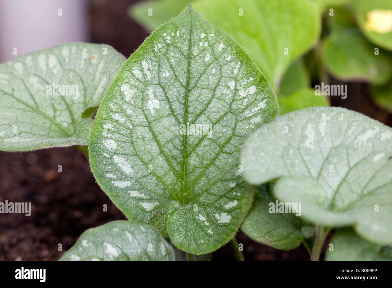 'Emerald Mist' Bugloss siberiano, Kaukasisk förgätmigej (Brunnera Macrophylla) Foto Stock