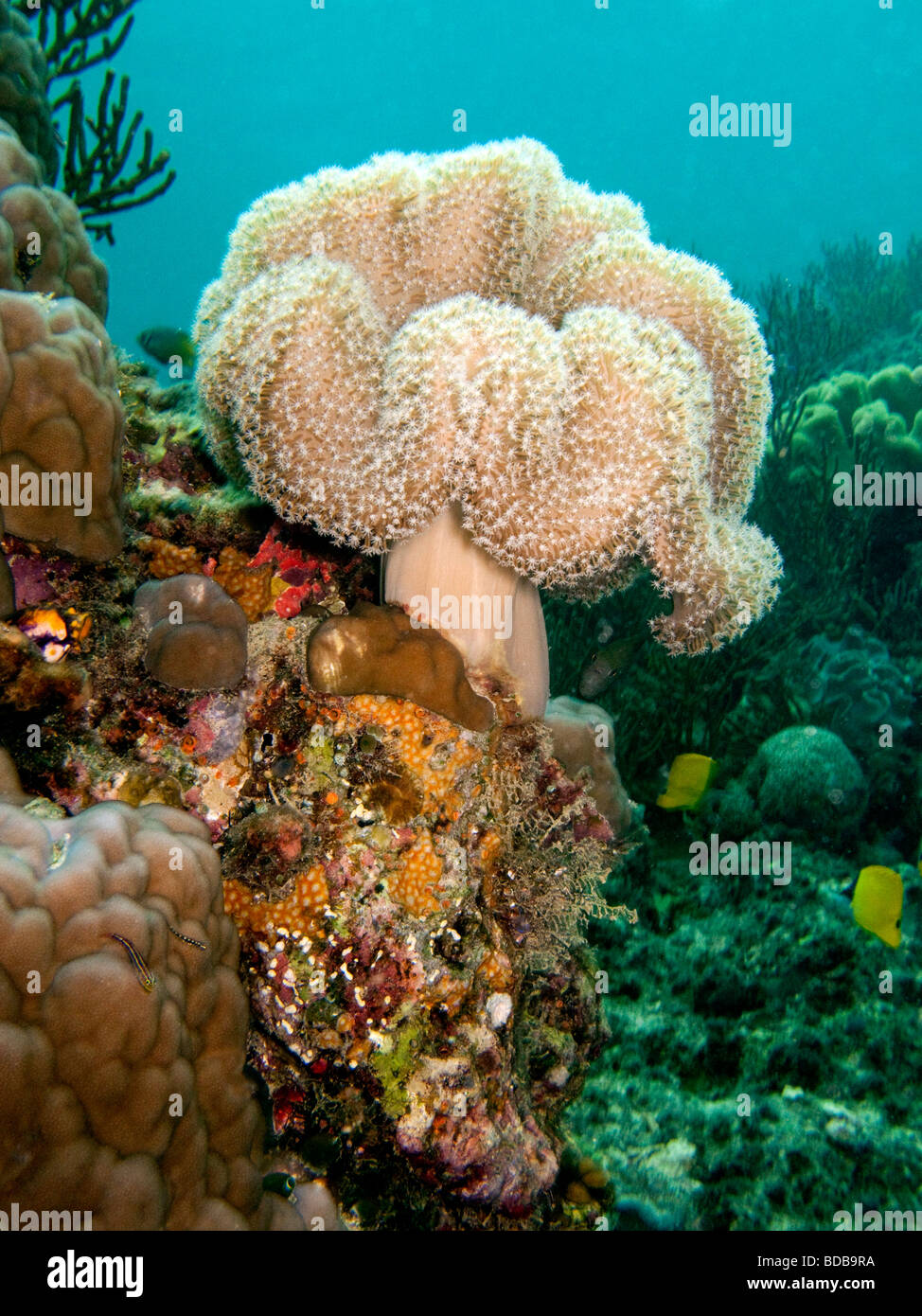 Indonesia Sulawesi Wakatobi. Parco Nazionale di flower soft coral Xenia sp sul reef colorati Foto Stock